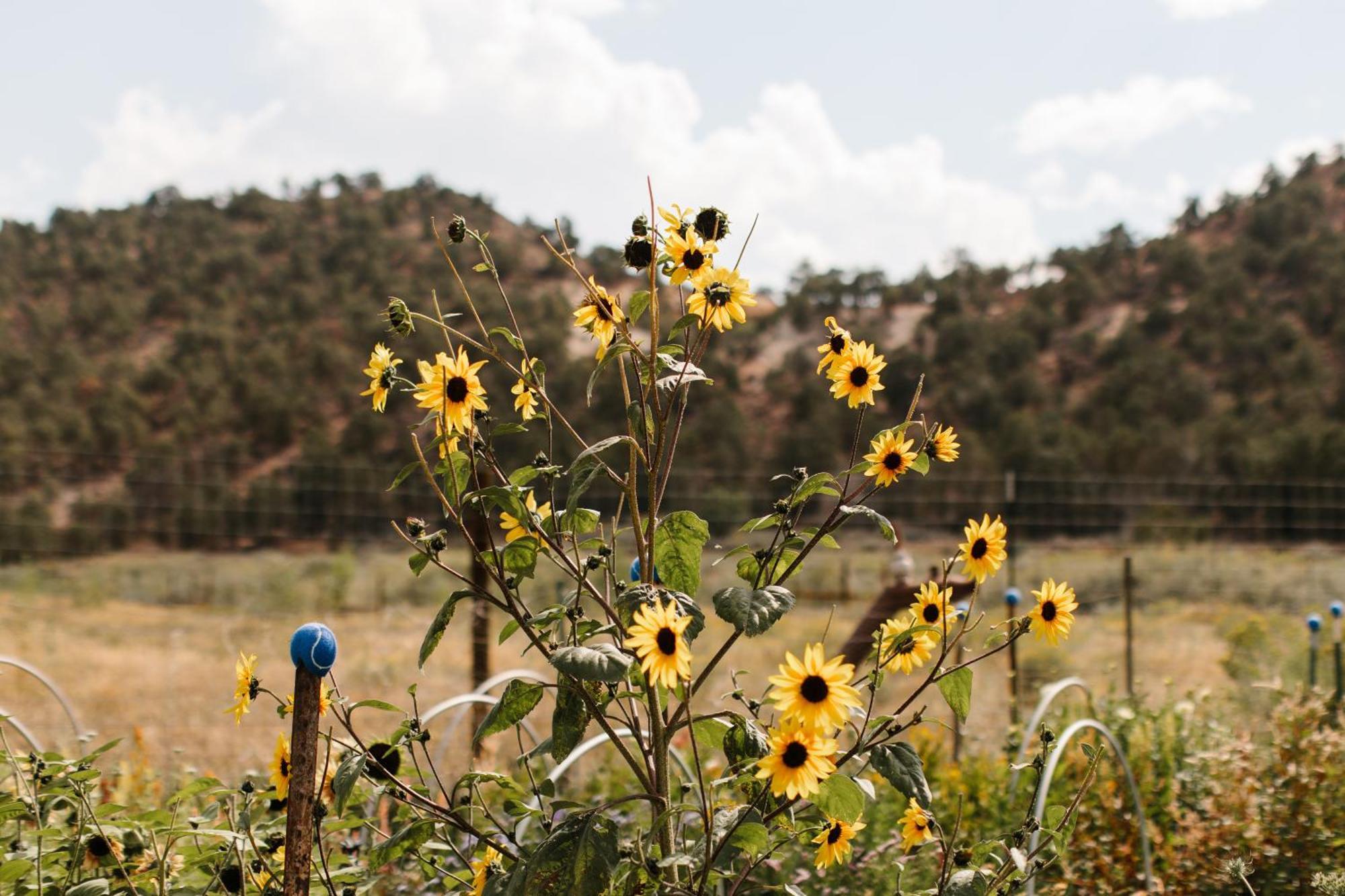 Boulder Mountain Guest Ranch Villa ภายนอก รูปภาพ